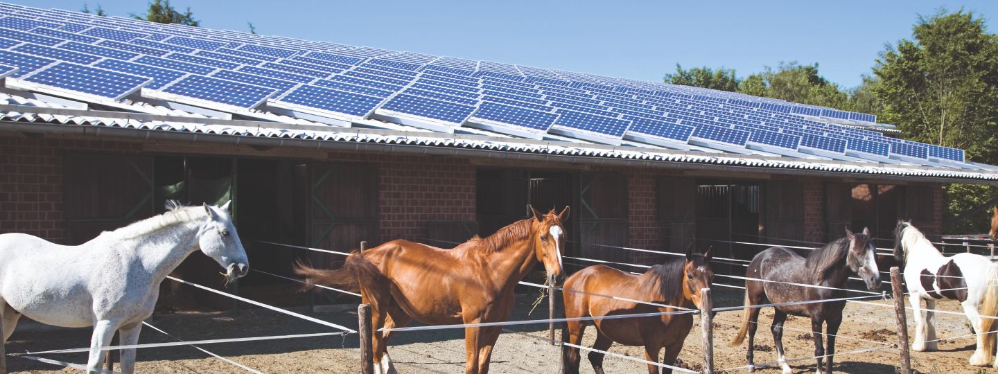 Photovoltaikanlage auf einem Stalldach mit Pferden davor