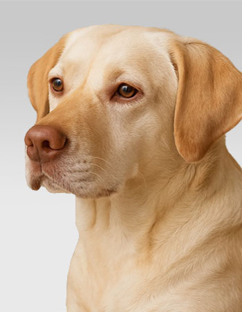 teamteaser-hund-ffb-350x450